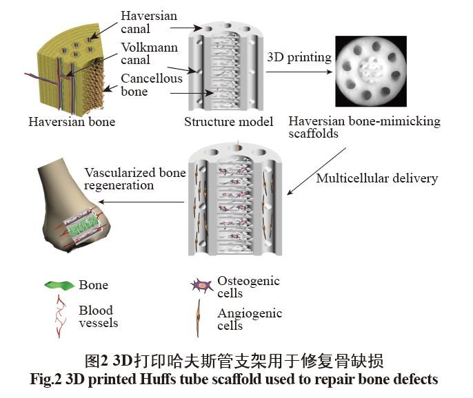 數字光處理生物3D打印技術在醫學上的應用發展 數字光處理生物3D打印技術在醫學上的應用發展
